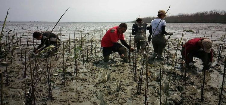 Mangrove Ecosystem Restoration Initiative